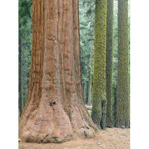  Detail of Giant Sequoia Trunk Next to Red Fir Trees 