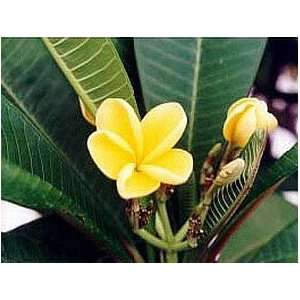  Potted Plumeria Plant   Select Yellows   15 18 plant 