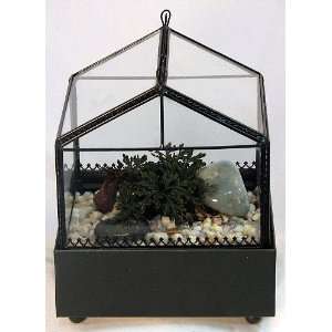  Gothic House Terrarium (Wardian Case) with Ruby Red Club 