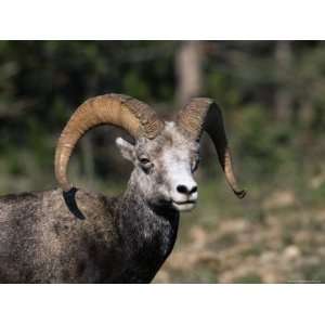 Male Stone Sheep (Ovis Dalli Stonei), Stone Mountain Provincial Park 