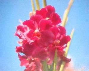 10 HAWAIIAN STRAP LEAF VANDA ORCHID PLANTS ~GROW HAWAII  