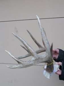   Whitetail deer Antlers Taxidermy Horns Lamp Antler not sheds  