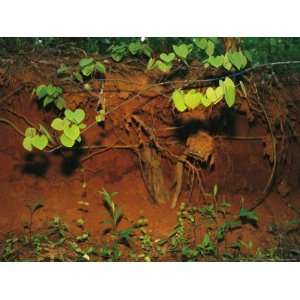 Tenacious Vine and Tree Roots Take Hold in Red Georgia Clay Stretched 