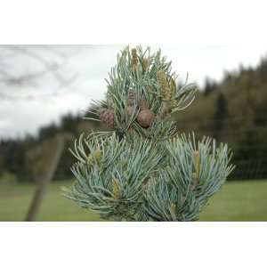     Japanese White Pine Tree   Pot Size #1 Gal.: Patio, Lawn & Garden